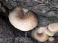 Nyár-fagomba (Lentinus tigrinus), Duna-part